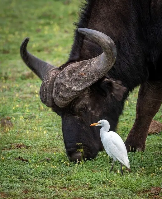 Cattle Egret and a Buffalo