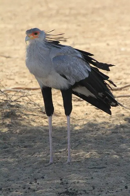 Secretary Bird - Birds of Kenya