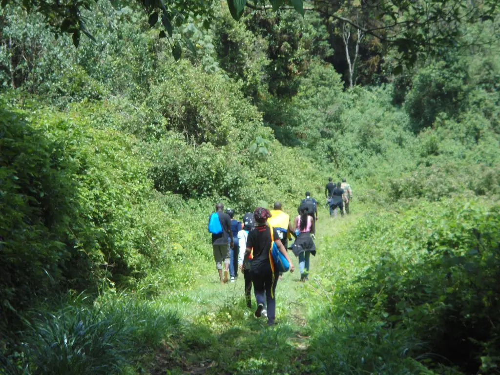 Hiking Mount Kenya forest following river thiba