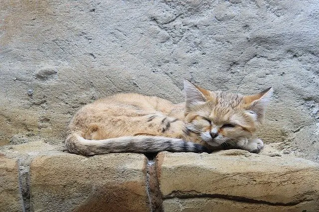 Sand Cat