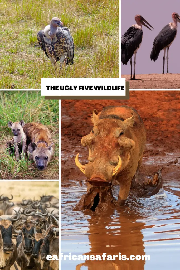 Ugly Five Wildlife