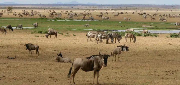 Wildlife Corridors in Kenya